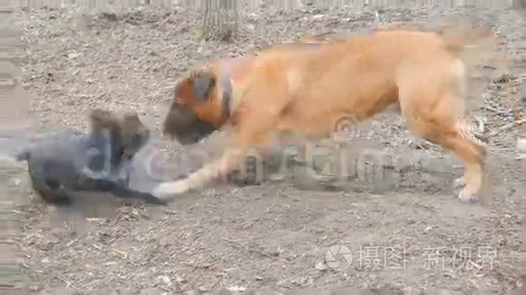 英国獒犬和法国斗牛犬视频