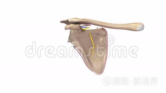 带血管和神经的胸椎视频