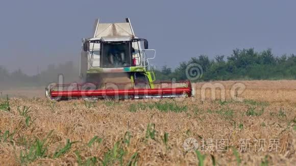 小麦地的联合收割机视频