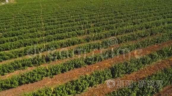 从空中俯瞰草莓种植视频