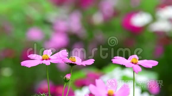 粉红色的宇宙花在田野里。