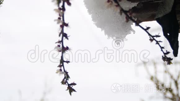 雪从屋顶上融化，在春天里滴水