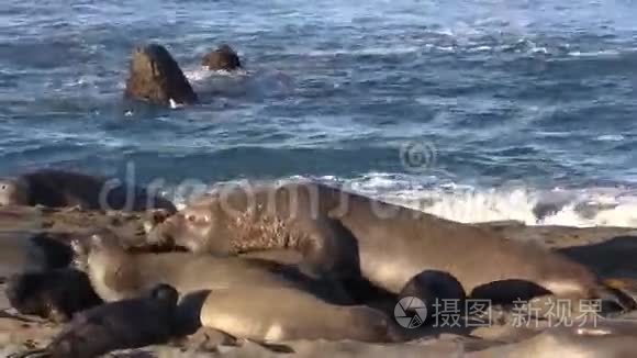 大象海豹视频