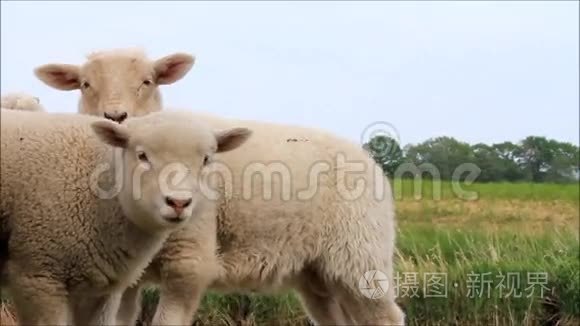 草地上的羔羊视频