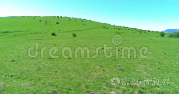 飞越山地草地上的野马群。 夏山野性.. 自由生态概念。