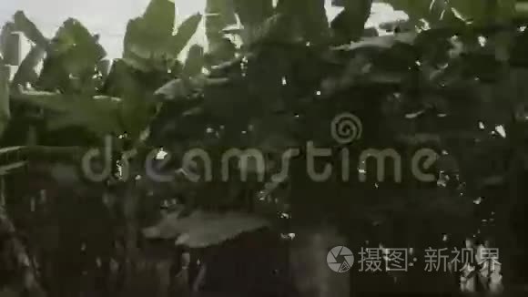 绿色棕榈树的美丽景色视频