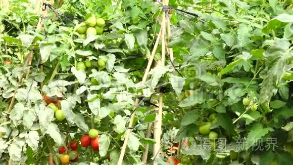 越南拉姆省唐杜贡区育婴园番茄视频