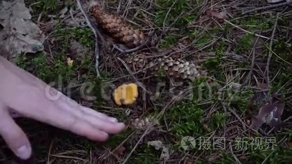 秋天在森林里采蘑菇视频