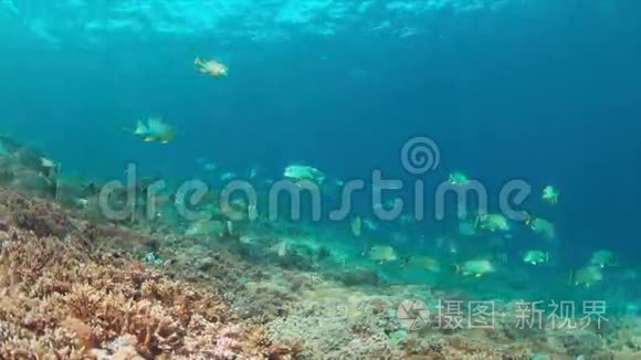 珊瑚礁上的旗鱼和鲸鲨视频