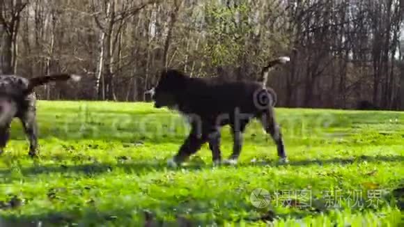 伯尼斯牧羊犬小狗在公园的草地上