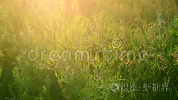 落日余晖中的野草地碎片视频