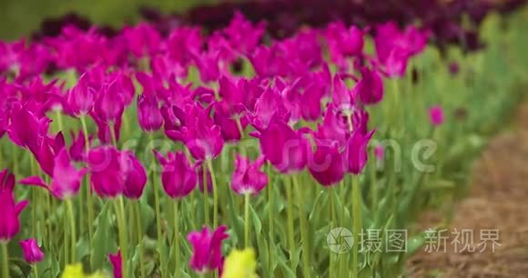 美丽的红色郁金香在田野上绽放视频