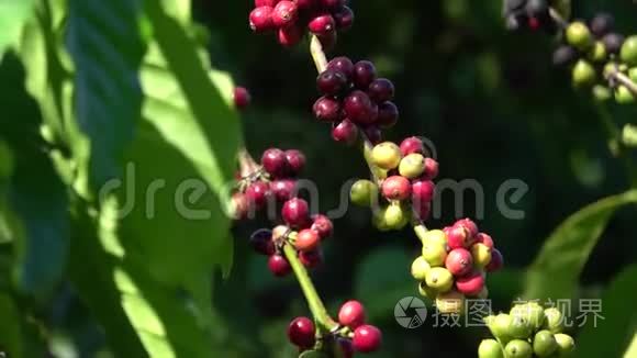 多种颜色的咖啡浆果和花视频