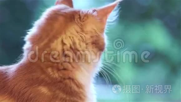 缅因州的小猫