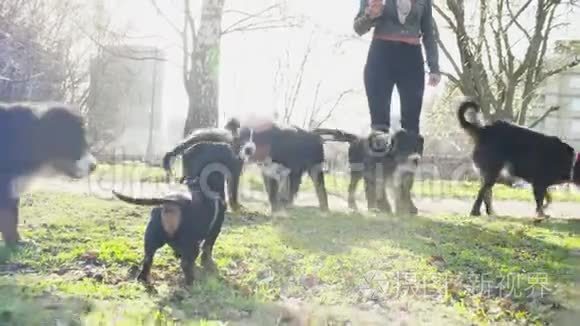 与伯尔尼牧羊犬小狗同行的女人视频