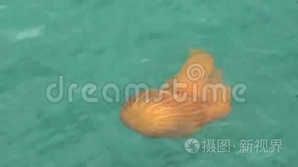 深蓝色海洋中的水母视频