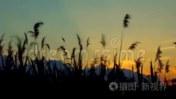 芦苇映衬着夕阳.