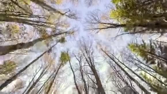 天空穿过秋天的森林视频