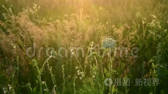 落日余晖中的野草地碎片视频