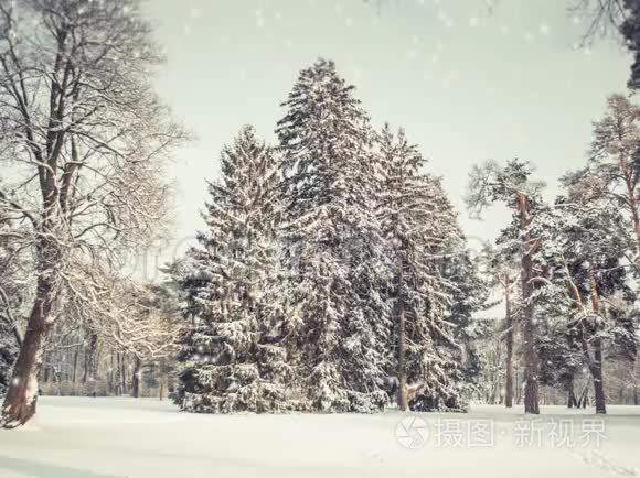 森林冬天下着雪