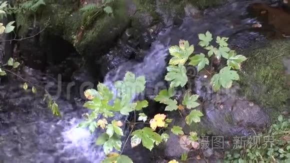 黑森林中高贵的坟墓瀑布视频
