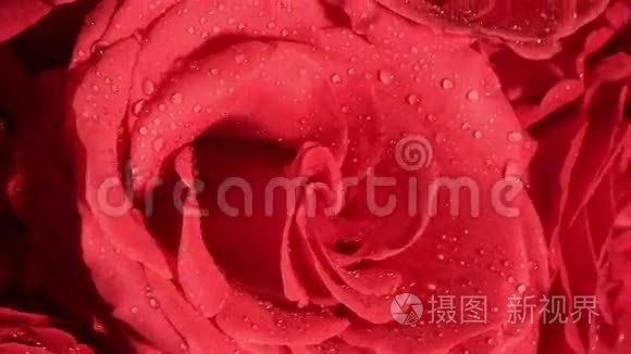 美丽的红玫瑰花束与旋转