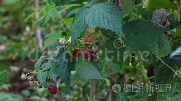 植物和树的健康果实视频