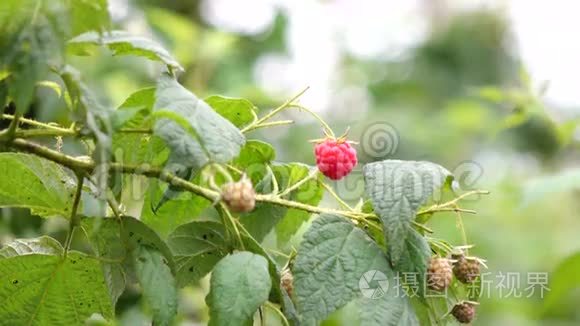 植物和树的健康果实视频