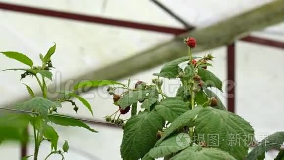 植物和树的健康果实视频