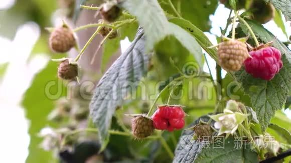 植物和树的健康果实视频