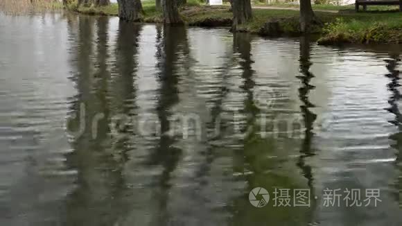 树在湖水上的倒影背景视频