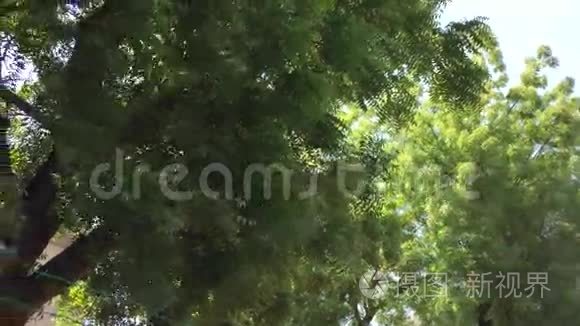街上的大树视频