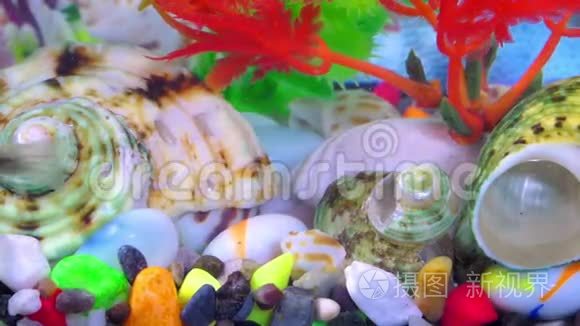 水下彩色水族馆中的鱼视频