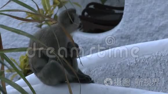 肯尼亚旅馆区的猴子视频