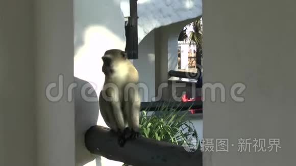 肯尼亚旅馆区的猴子视频