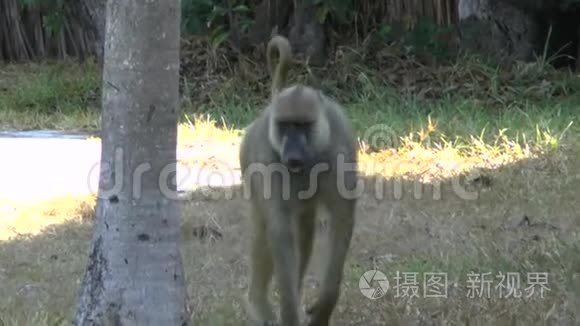 肯尼亚旅馆区的猴子视频