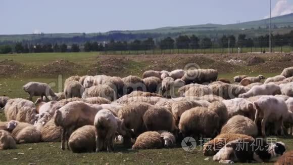 野外放牧绵羊群视频