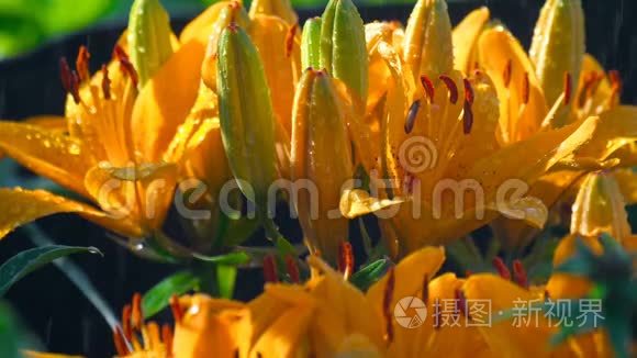 雨中橙黄色百合花瓣视频