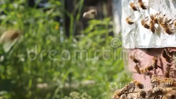 蜜蜂在蜂巢入口附近的活动