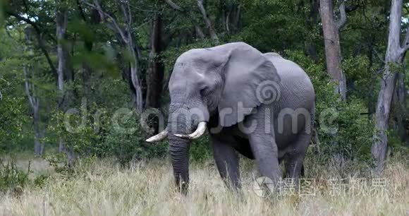 博茨瓦纳野生非洲大象