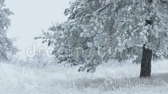 白雪皑皑的野林中的枞树