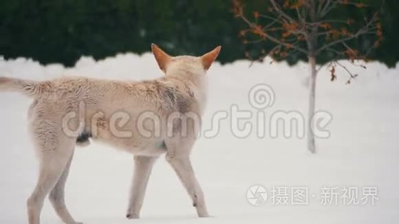 冬天在雪街上的无家可归的白狗。 慢动作