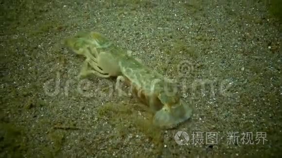 囊虾总目视频素材 囊虾总目实拍视频下载 第1页 摄图新视界视频库