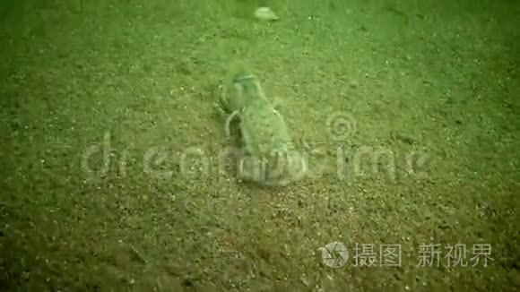 囊虾总目视频素材 囊虾总目实拍视频下载 第1页 摄图新视界视频库