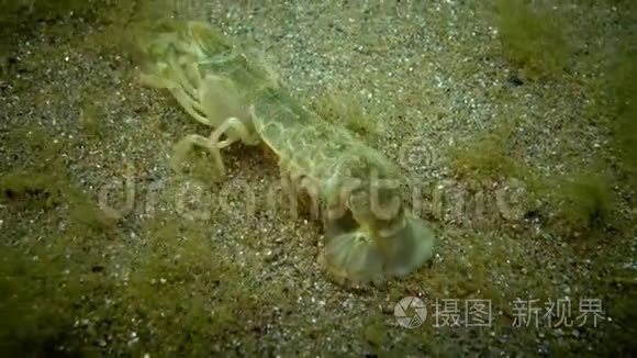囊虾总目视频素材 囊虾总目实拍视频下载 第1页 摄图新视界视频库