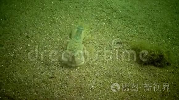 海崖厄波格比亚波西拉视频