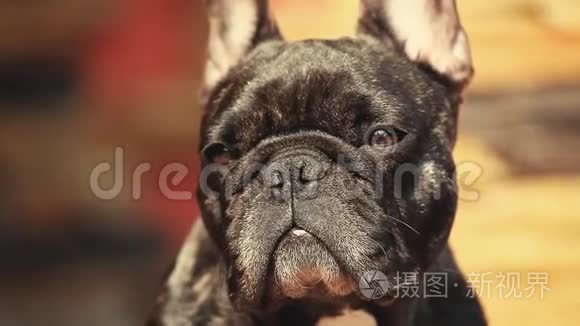 法国斗牛犬家庭内部日灯视频