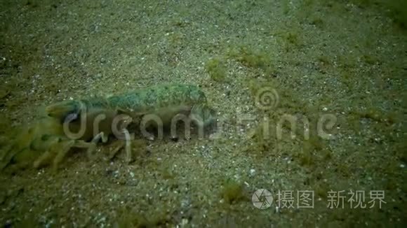 囊虾总目视频素材 囊虾总目实拍视频下载 第1页 摄图新视界视频库