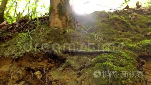 森林青苔视频