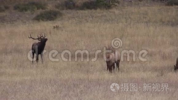 公牛麋鹿与牛视频